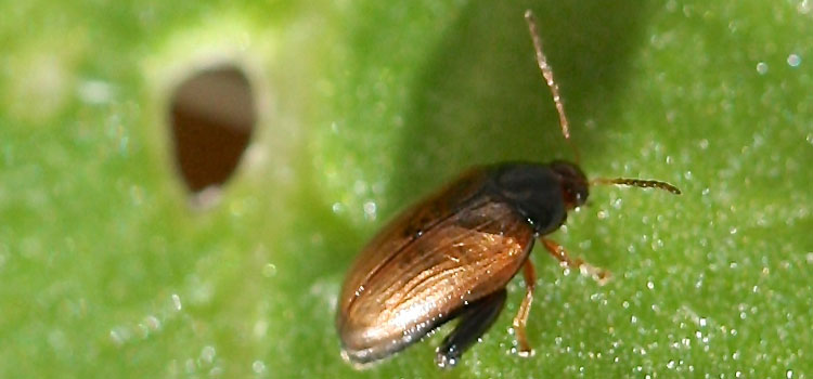 Flea Beetle - Image 1