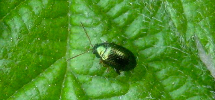 Flea Beetle - Image 2