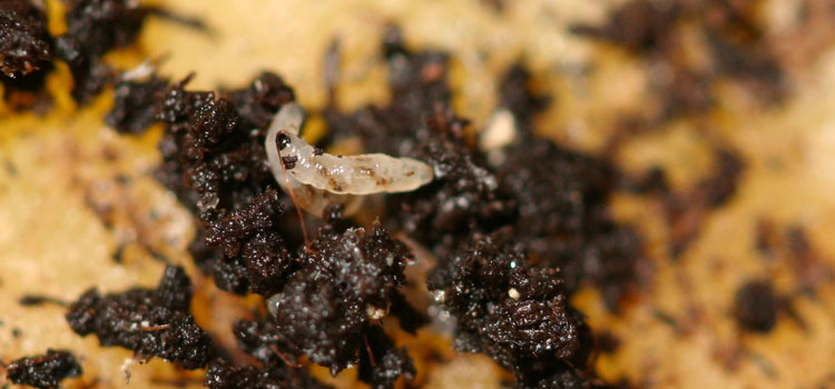 Fungus Gnat - Image 1