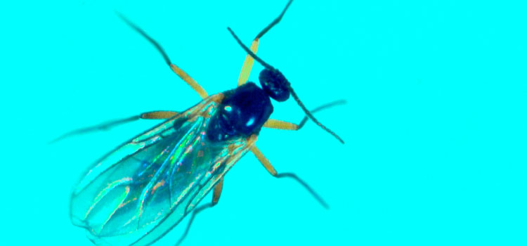 Fungus Gnat - Image 3