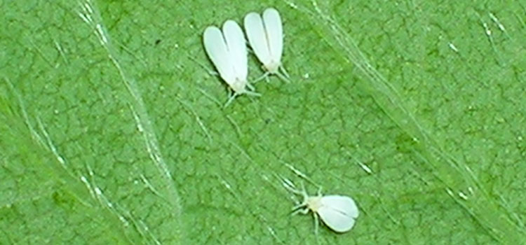 Greenhouse Whitefly - Image 1