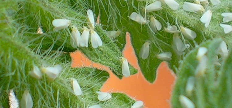 Greenhouse Whitefly - Image 4