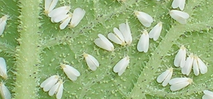 Greenhouse Whitefly - Image 2