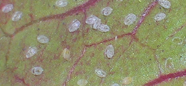Greenhouse Whitefly - Image 3