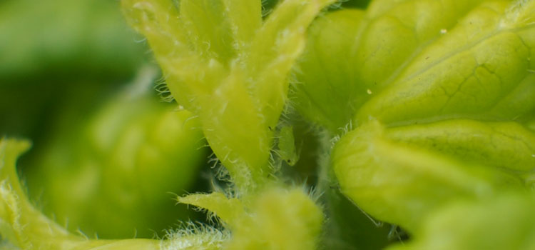 Aphids (General) - Image 9