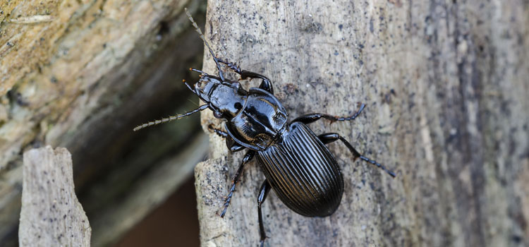 Ground Beetle - Image 2