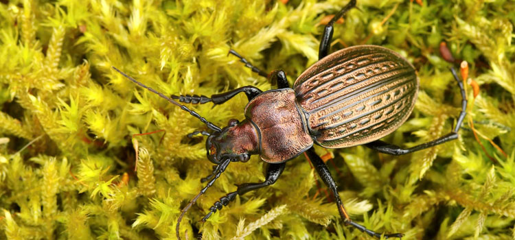 Ground Beetle - Image 3
