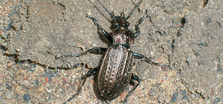 Ground Beetle - Image 4