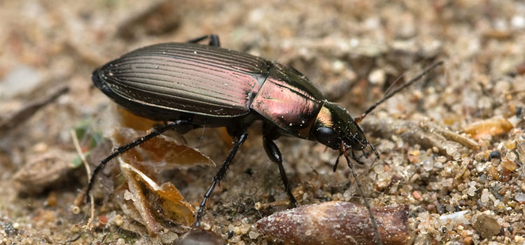 Ground Beetle - Image 1