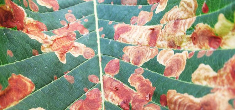 Horse Chestnut Leaf Miner - Image 1