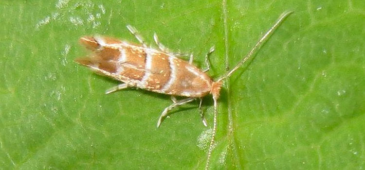 Horse Chestnut Leaf Miner - Image 2