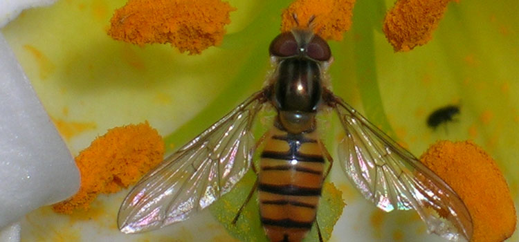 Hoverfly - Image 3