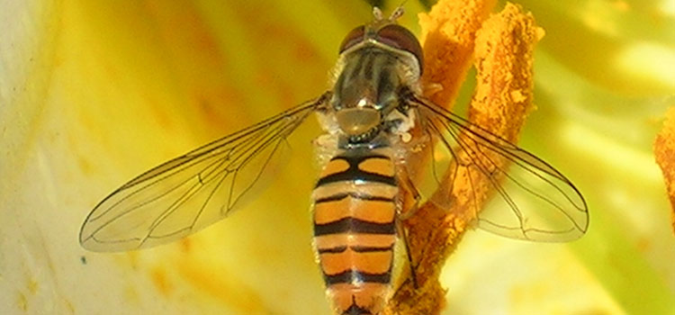 Hoverfly - Image 4
