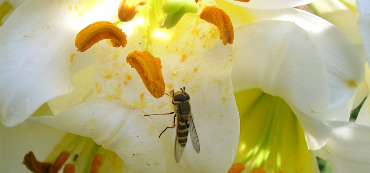 Hoverfly - Image 5