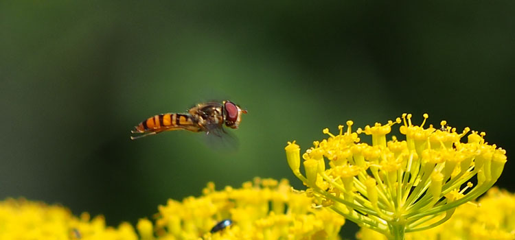 Hoverfly - Image 2