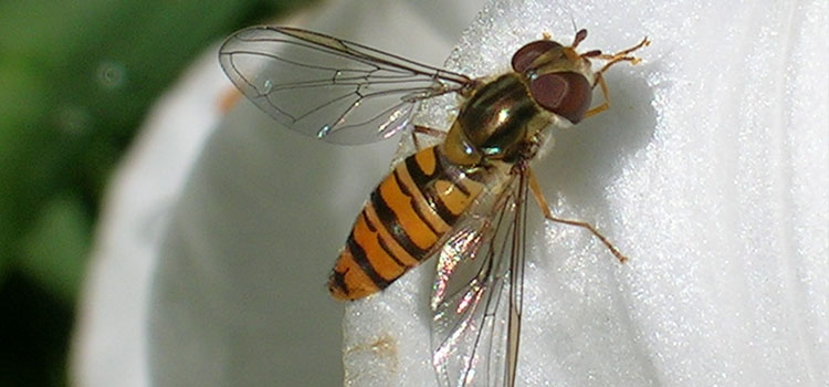 Hoverfly - Image 1