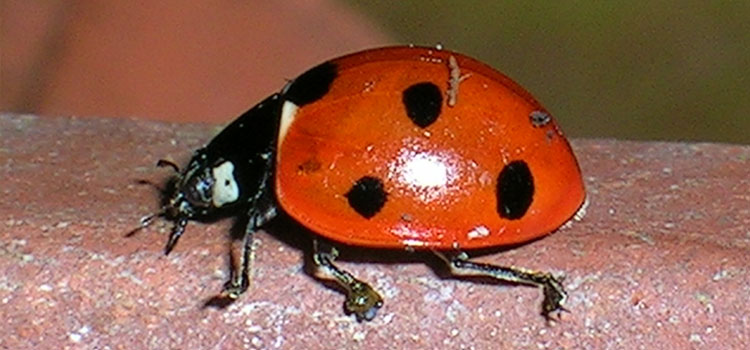 Ladybird - Image 2