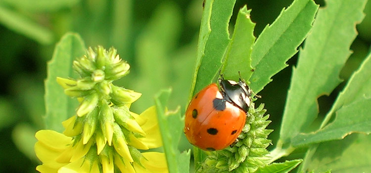 Ladybird - Image 3