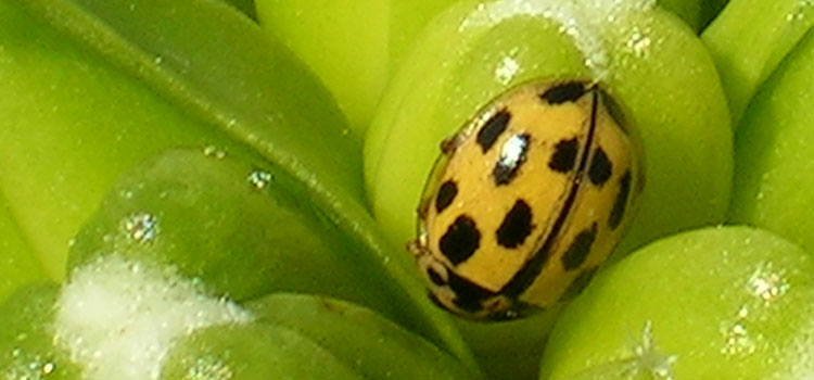 Ladybird - Image 4