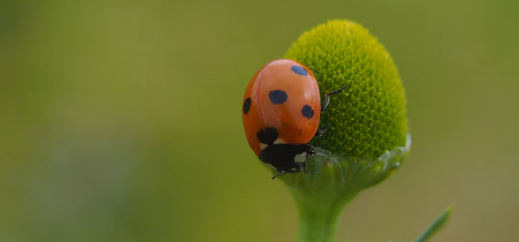 Ladybird - Image 1