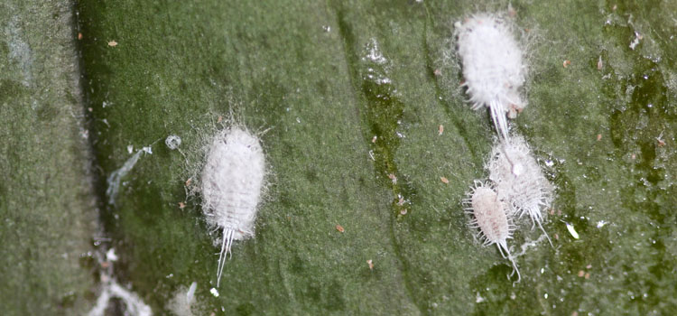 Mealybug - Image 1