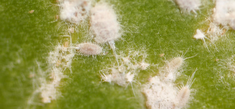 Mealybug - Image 2