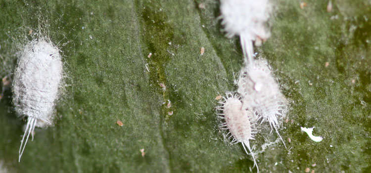 Mealybug - Image 3