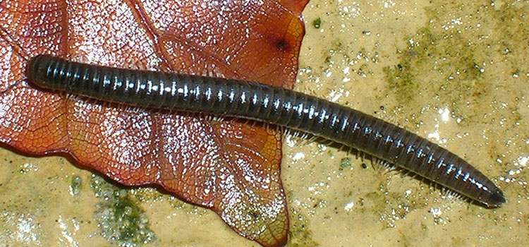 Millipede - Image 3