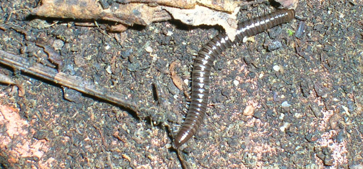 Millipede - Image 1