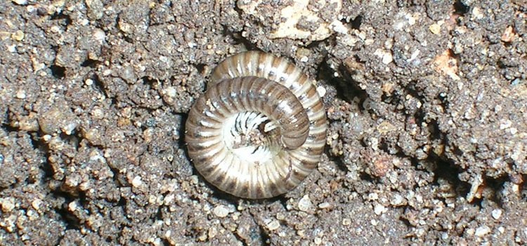 Millipede - Image 2