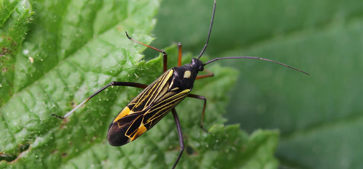 Mirid Bug - Image 4