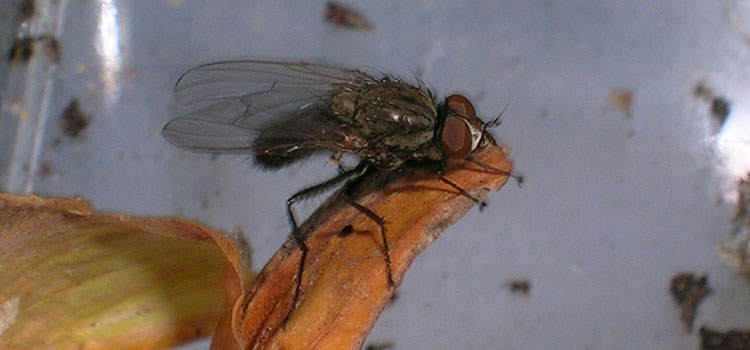 Onion Root Fly - Image 4