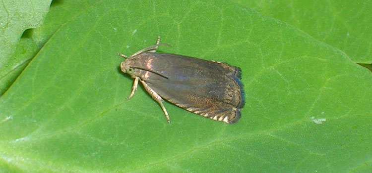 Pea Moth - Image 2