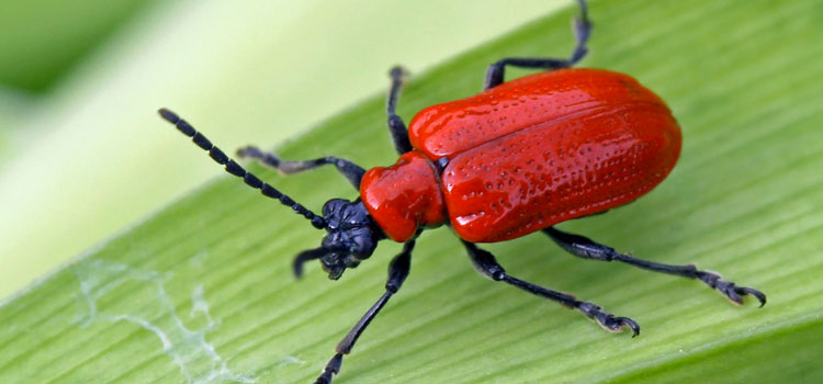 Red Lily Beetle - Image 1