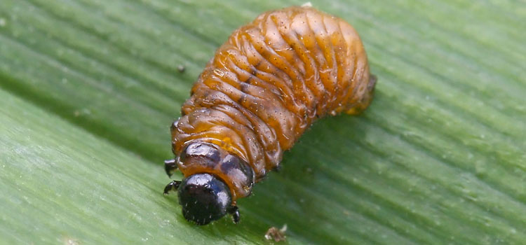 Red Lily Beetle - Image 3