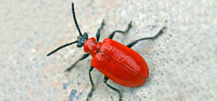 Red Lily Beetle - Image 2