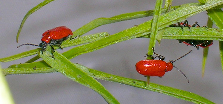 Red Lily Beetle - Image 5