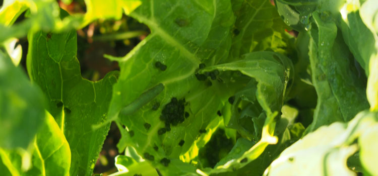 Cabbage White Butterfly - Image 11