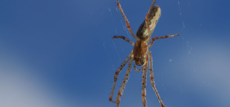 Spider - Image 1