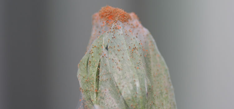 Red Spider Mite - Image 4