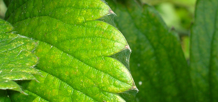 Red Spider Mite - Image 6