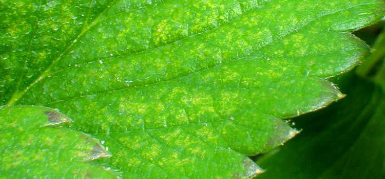 Red Spider Mite - Image 2