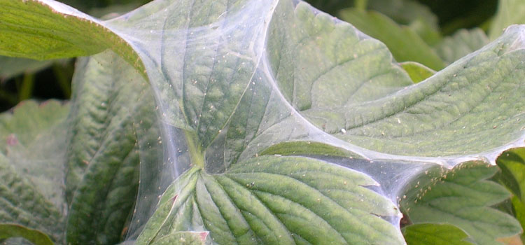 Red Spider Mite - Image 3