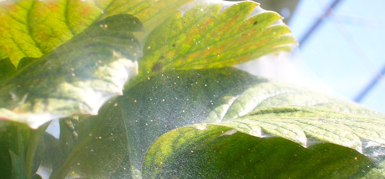 Red Spider Mite - Image 1