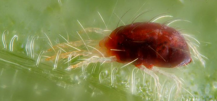 Red Spider Mite - Image 5