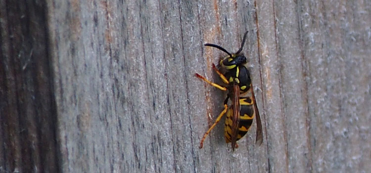 Wasp - Image 2